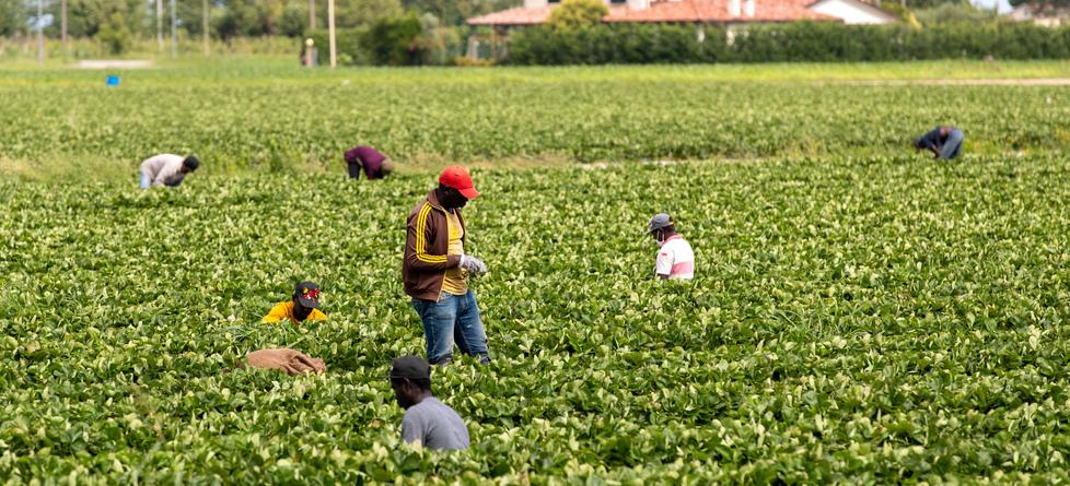 Lavoro stagionale dall’estero: meno aiuto del necessario