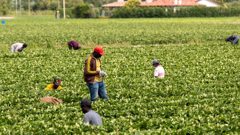 Lavoro stagionale dall’estero: meno aiuto del necessario