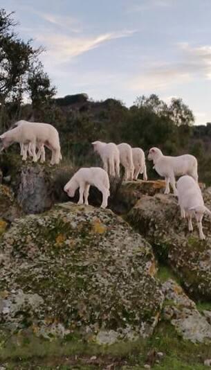 Nel cofano 22 agnelli vivi rubati: 36enne condannato a 8 mesi