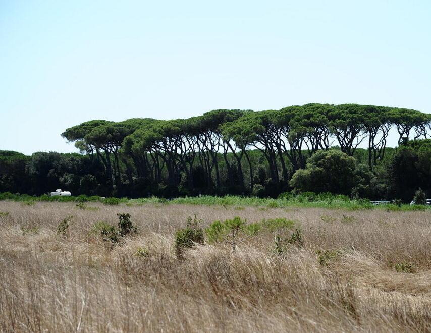 La pineta in Tombolo