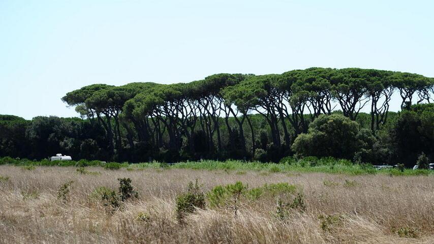 La pineta in Tombolo