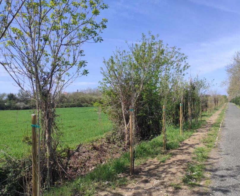 Rosignano, piantati 250 pioppi cipressini: via Filidei cambia aspetto