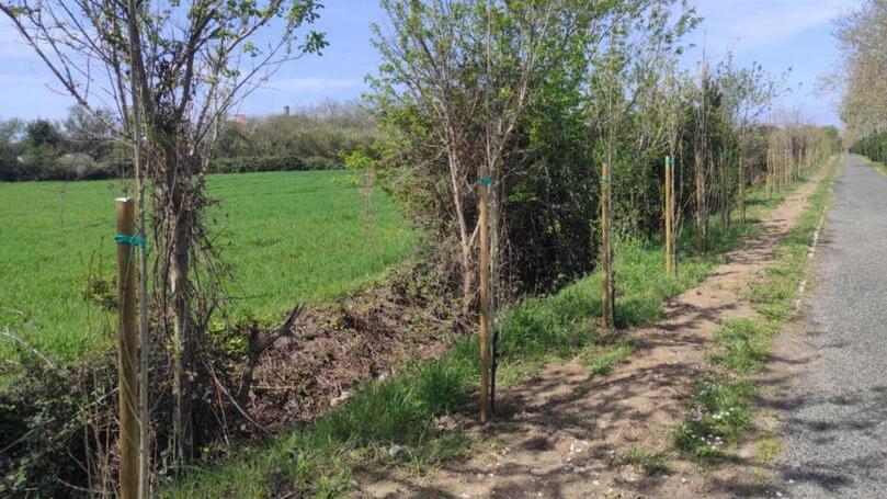 Rosignano, piantati 250 pioppi cipressini: via Filidei cambia aspetto