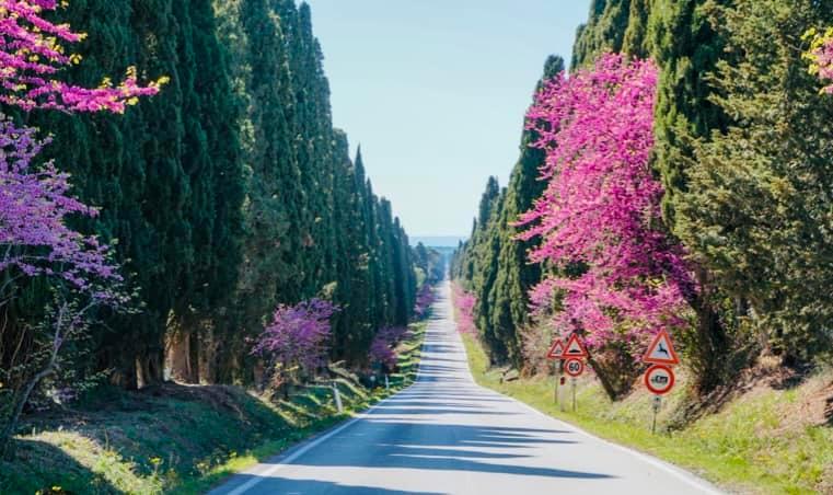 Viale di Bolgheri, partono lavori di manutenzione con un occhio alla muffa dei cipressi
