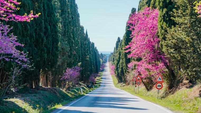 Viale di Bolgheri, partono lavori di manutenzione con un occhio alla muffa dei cipressi
