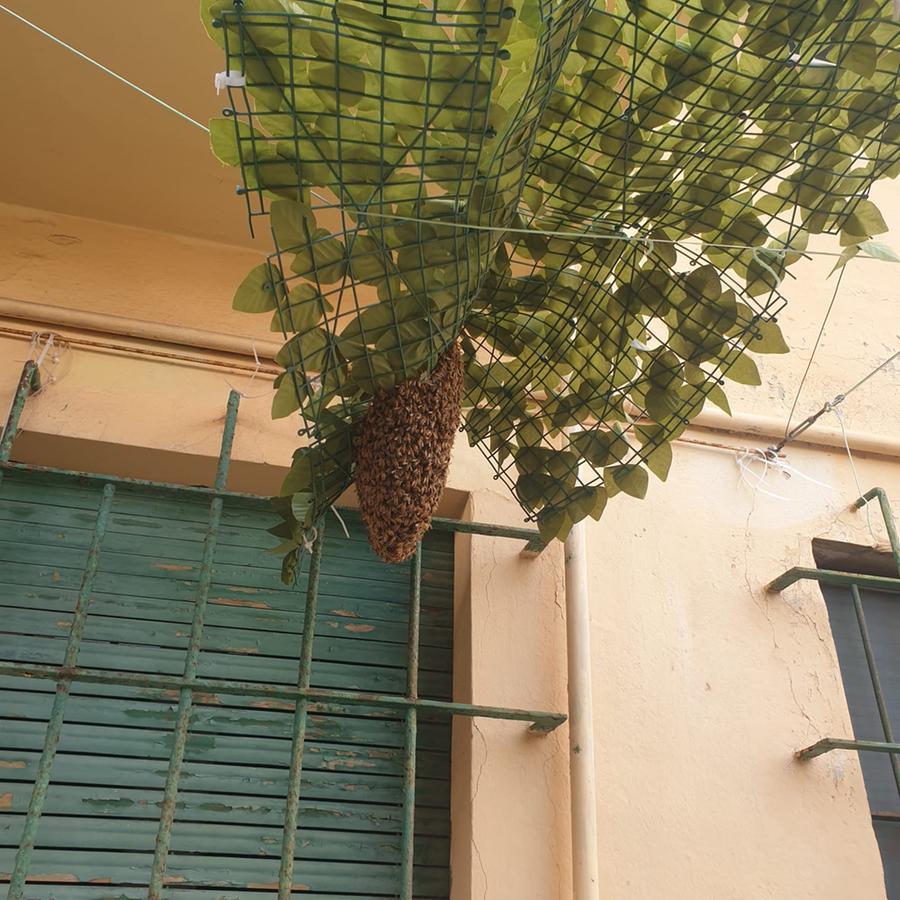Via Cimarosa, sciame d’api recuperato da Anpana
