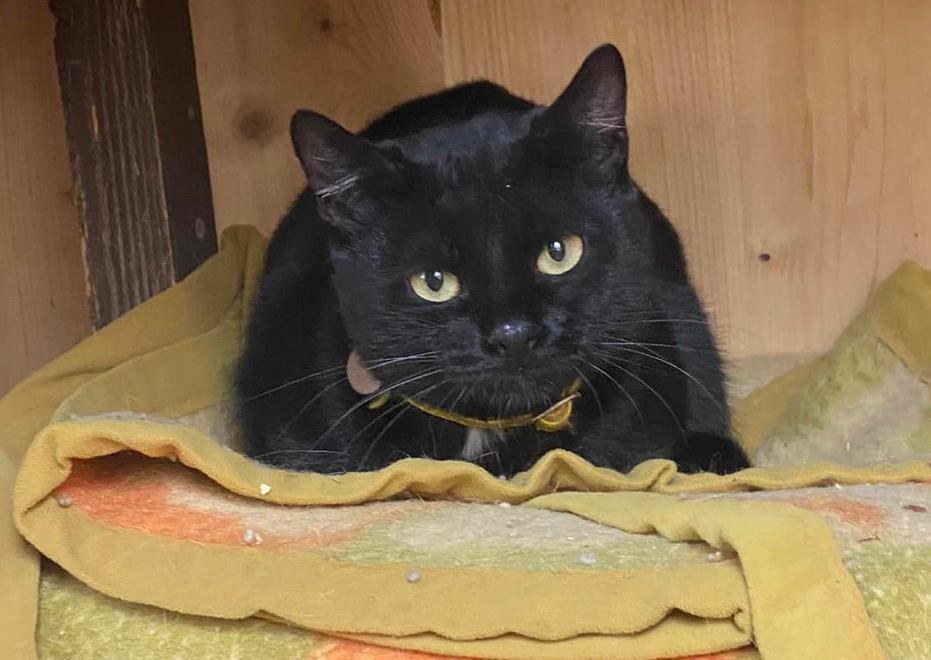 Pavullo «Troppi gatti, non ce la facciamo» L’associazione chiude dopo 18 anni 