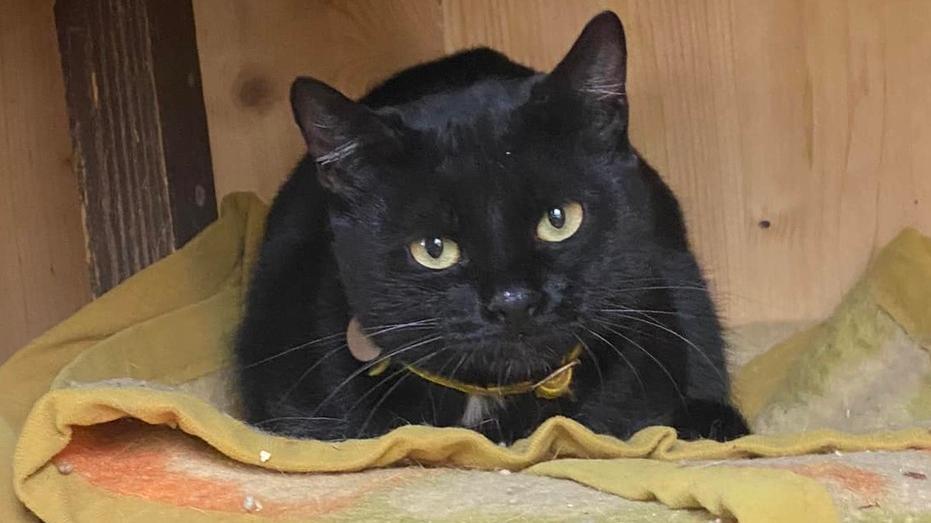 Pavullo «Troppi gatti, non ce la facciamo» L’associazione chiude dopo 18 anni