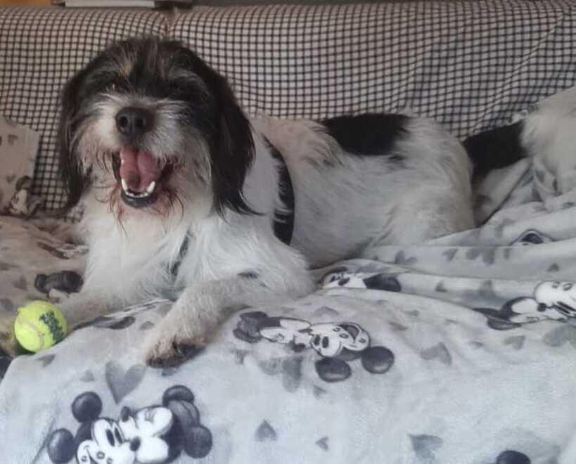 Trillo il cane che ha bisogno di vivere in un “branco”