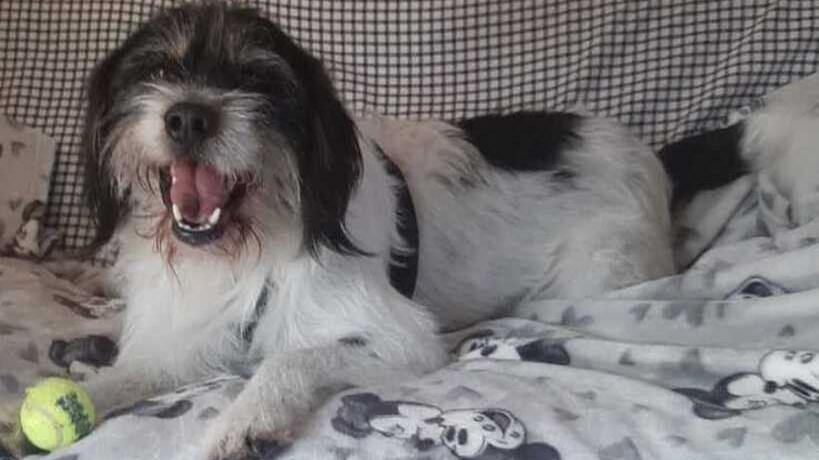 Trillo il cane che ha bisogno di vivere in un “branco”