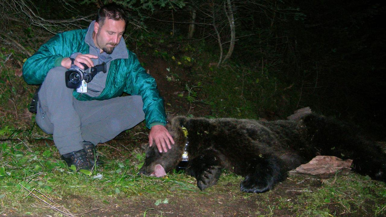 L’ecosistema alterato tra uomo e orso