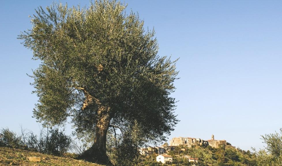 Castel del Piano, Poderi Borselli al top tra gli “extravergini” di Slow Food