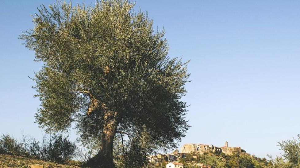 Castel del Piano, Poderi Borselli al top tra gli “extravergini” di Slow Food
