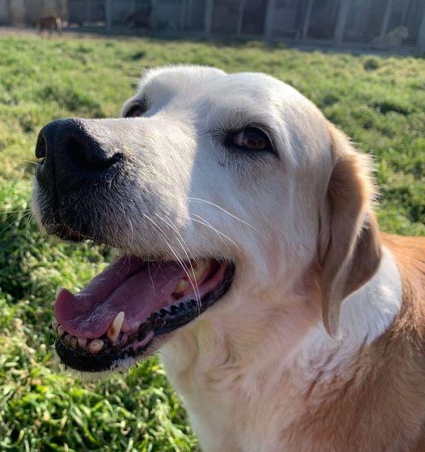 Cecina, cane ucciso e gettato in un cassonetto: il caso in tribunale