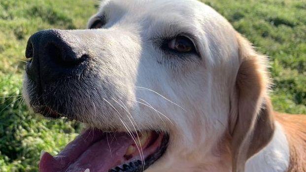 Cecina, cane ucciso e gettato in un cassonetto: il caso in tribunale