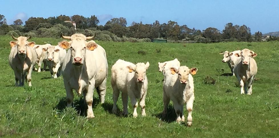 Allevamenti, Gallura al top: promosse oltre 6500 aziende 