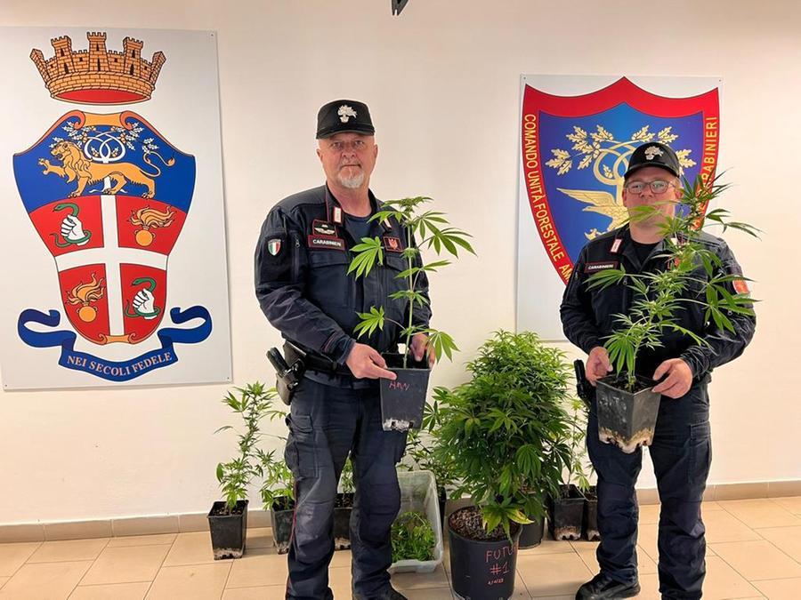 Grosseto, i carabinieri intervengono per un incendio e scovano piante di cannabis