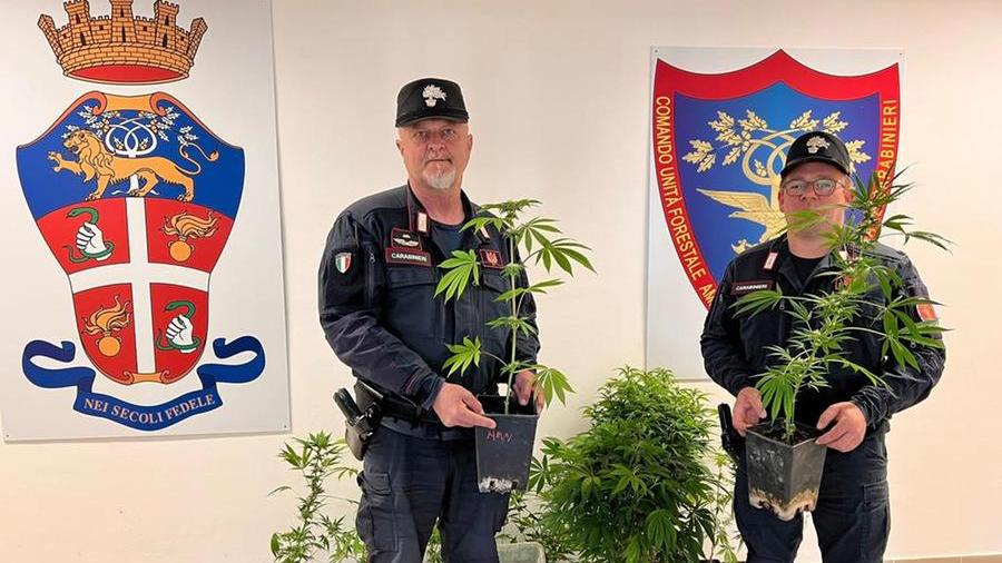Grosseto, i carabinieri intervengono per un incendio e scovano piante di cannabis