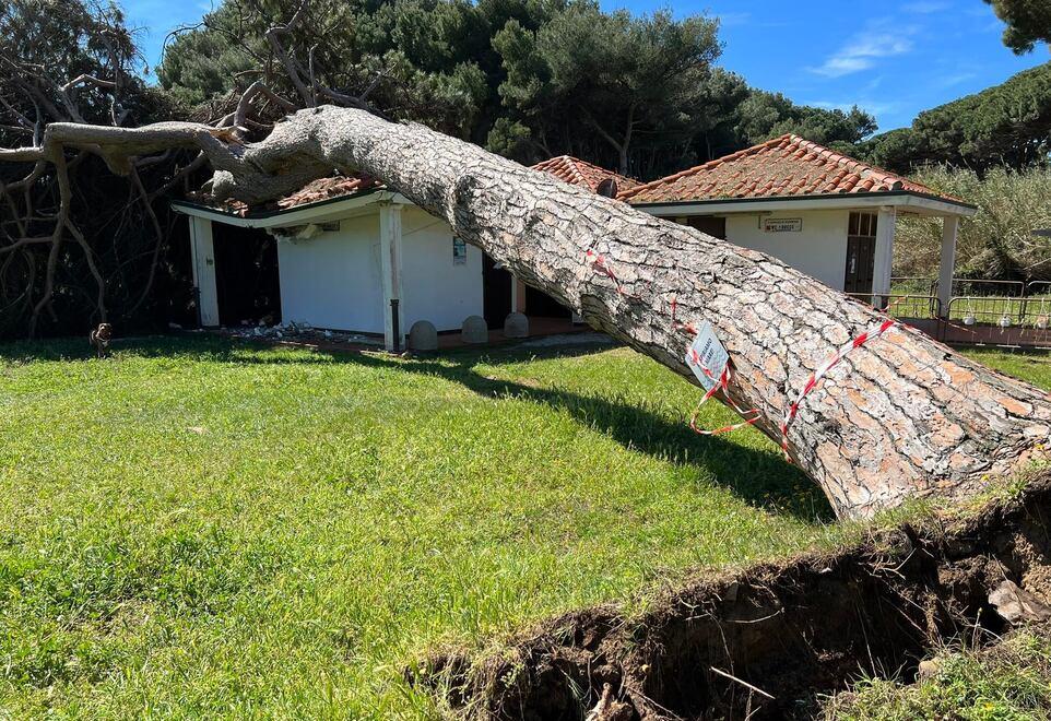 Taglio di 120 piante alla Sterpaia e servizi d’emergenza per Baratti