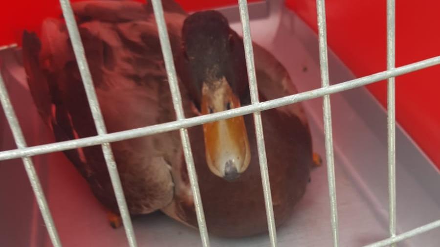 Montenero, anatra soccorsa in piazza delle Carrozze dai volontari Anpana