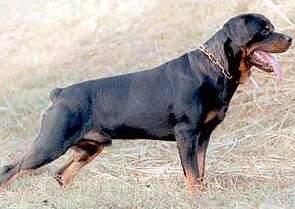 Modena I suoi rottweiler uccisero un cane ma il padrone viene assolto 