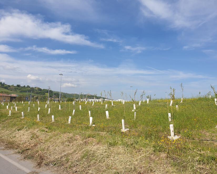 Dinazzano: cinque ettari di bosco per ridurre l’impatto dello scalo