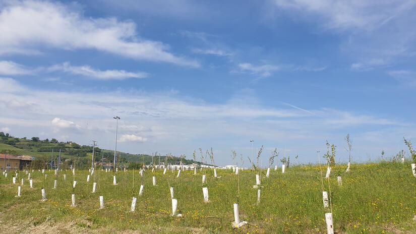 Dinazzano: cinque ettari di bosco per ridurre l’impatto dello scalo