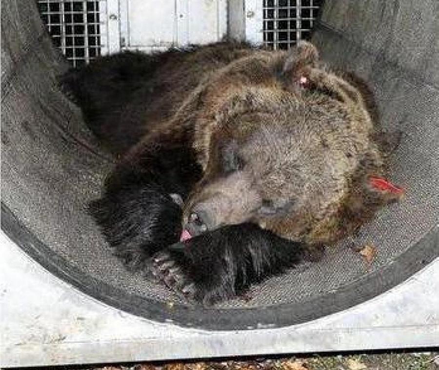 Il direttore dello zoo di Pistoia: «Vi racconto la famiglia di Jj4, l’orsa “killer” del Trentino»