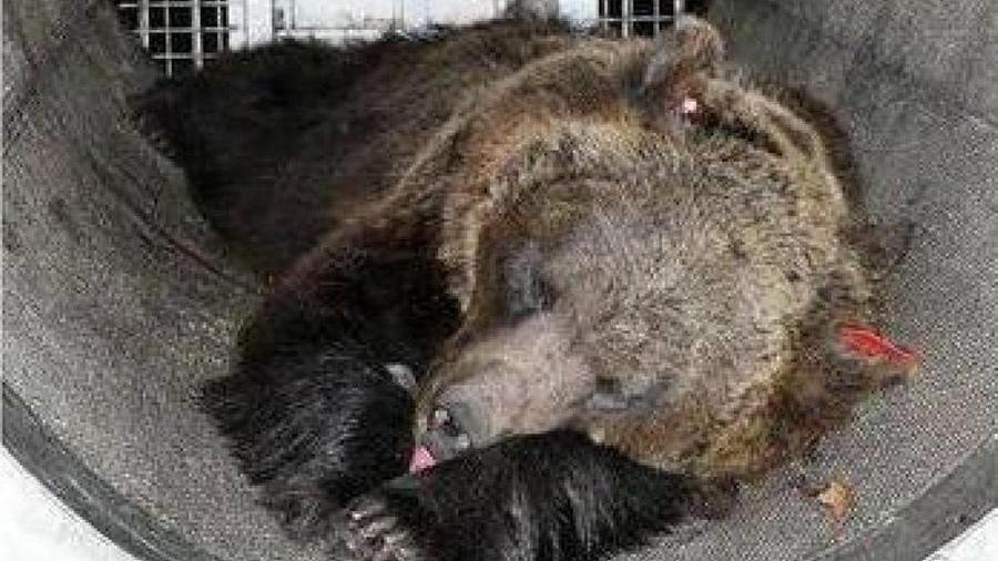 Il direttore dello zoo di Pistoia: «Vi racconto la famiglia di Jj4, l’orsa “killer” del Trentino»