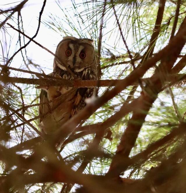 Prima il gallo ora una coppia di gufi, Copparo meta amata dagli uccelli