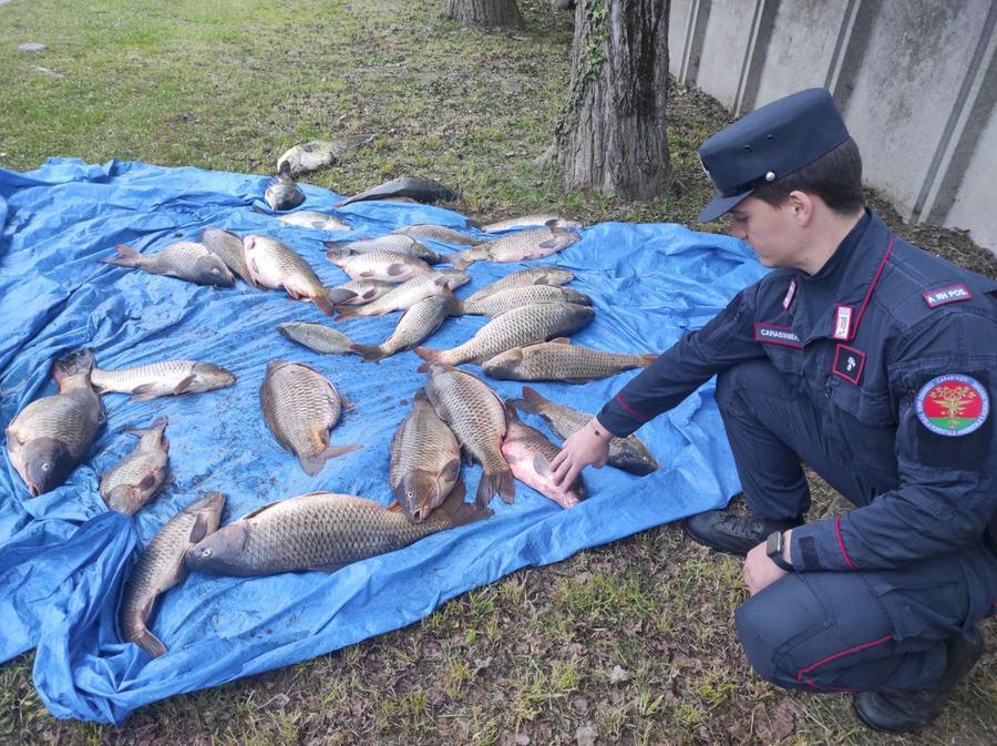 Pesca illegale a Codigoro: cinque denunce per bracconaggio, sequestrati 200 chili di carpe