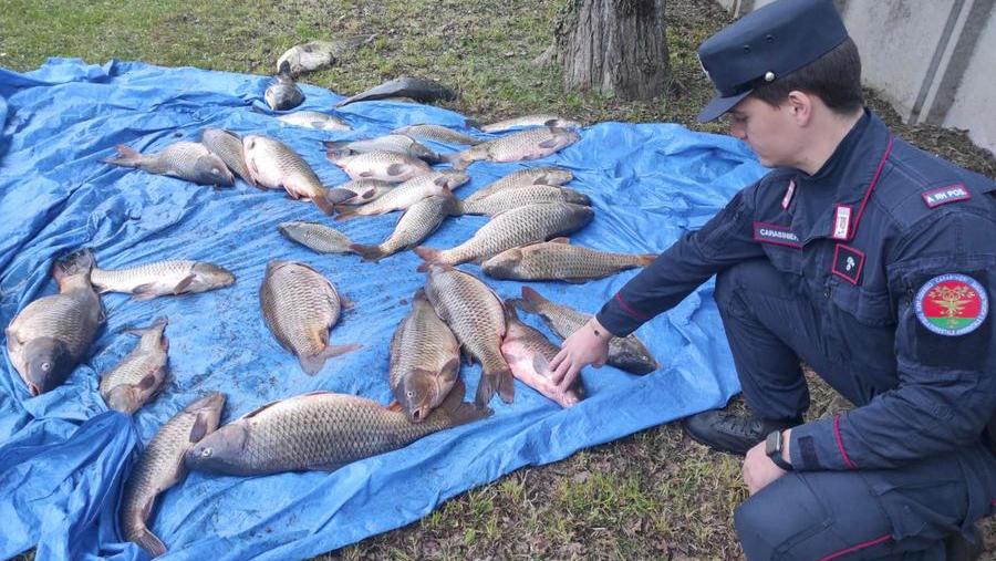Pesca illegale a Codigoro: cinque denunce per bracconaggio, sequestrati 200 chili di carpe