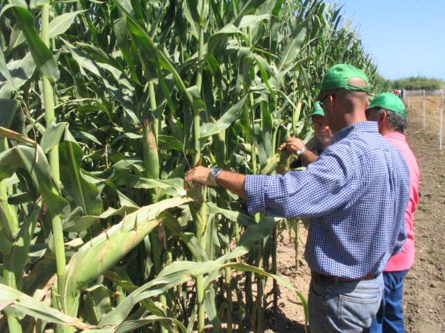 Il bluff della sovranità alimentare