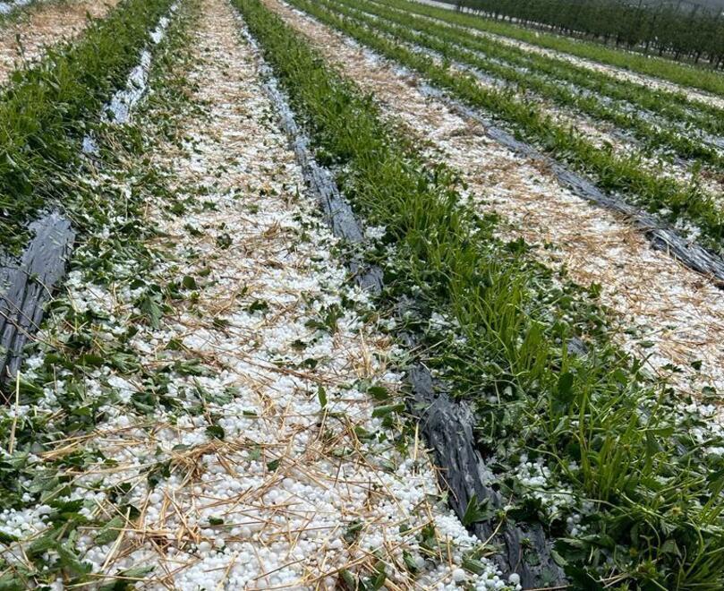 Ferrara, i danni di grandine e gelo: pesche e fragole, perso l’80%