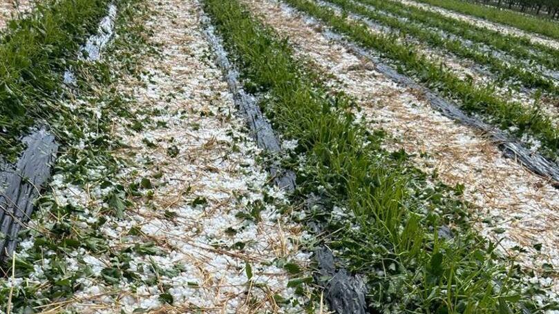 Ferrara, i danni di grandine e gelo: pesche e fragole, perso l’80%
