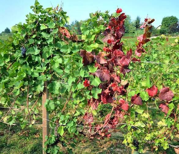 Carpi La flavescenza dorata decima i vigneti «Servono aiuti per le aziende viticole» 