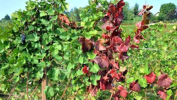 Carpi La flavescenza dorata decima i vigneti «Servono aiuti per le aziende viticole»