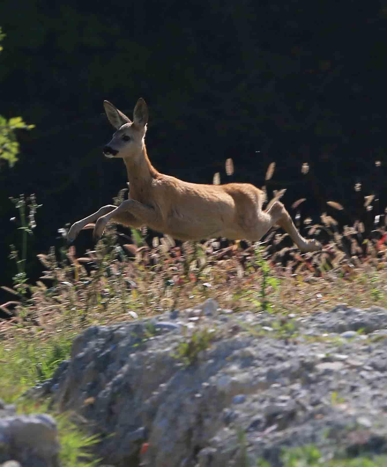 L'ospedale degli animali "dimette" cinque caprioli