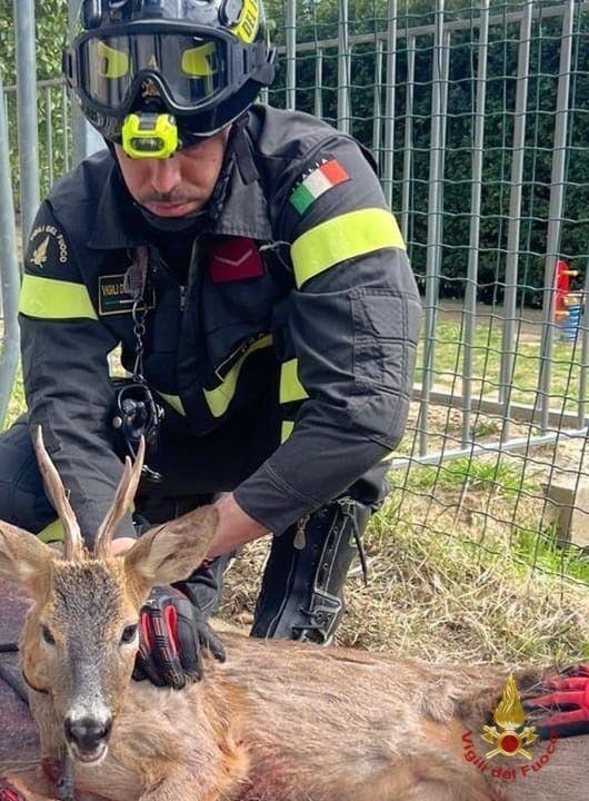 I vigili del fuoco liberano un capriolo rimasto incastrato in un cancello