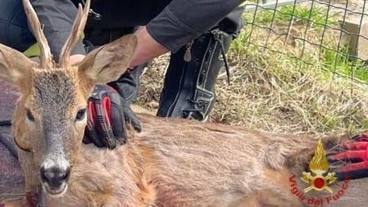 I vigili del fuoco liberano un capriolo rimasto incastrato in un cancello