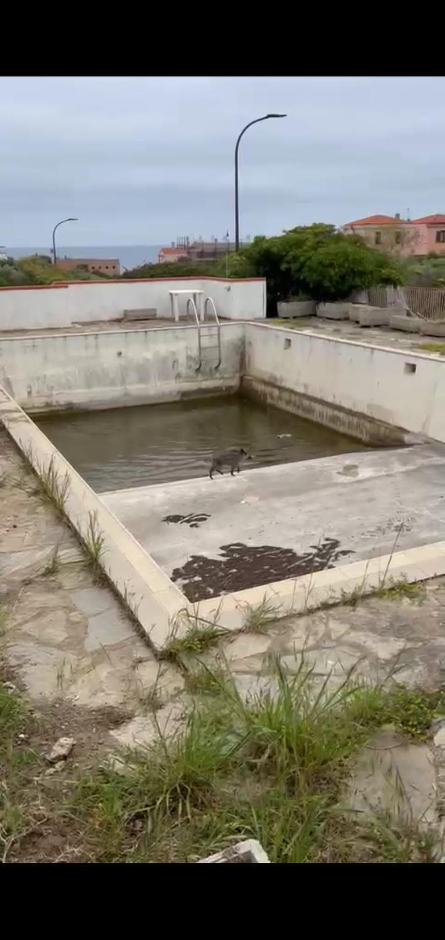 
	Il piccolo di cinghiale malfermo sulle zampe nel bordo della piscina

