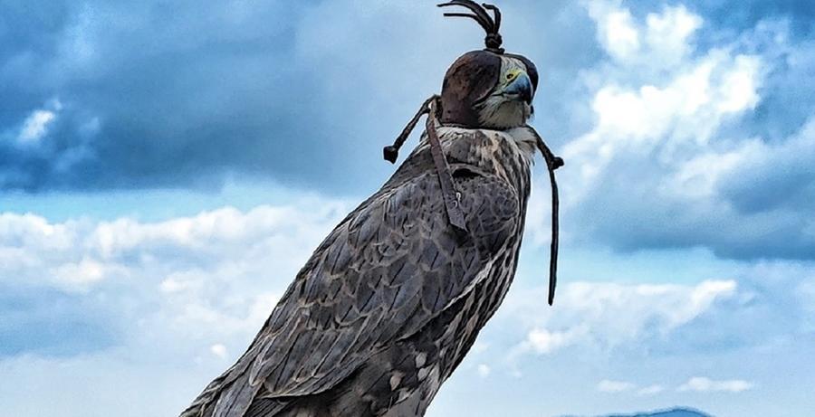 Il fascino della falconeria nel castello di San Michele