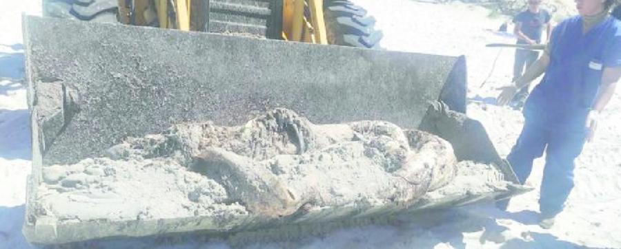 Alghero, uno squalo martello di due metri spiaggiato a Maria Pia