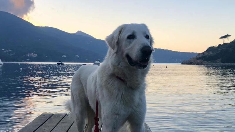 Cane morto sul traghetto per Piombino, il veterinario Barsotti: «Pronto alla reperibilità notturna ma occorre la disponibilità di altri»