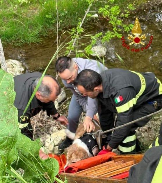 Cane finisce nel greto del Modolena, salvato dai vigili del fuoco