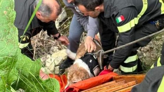 Cane finisce nel greto del Modolena, salvato dai vigili del fuoco