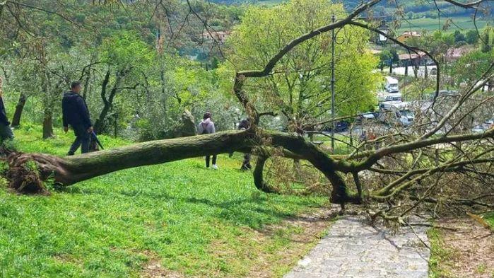 Cade un albero nel Padovano Travolti tre turisti di Mirandola