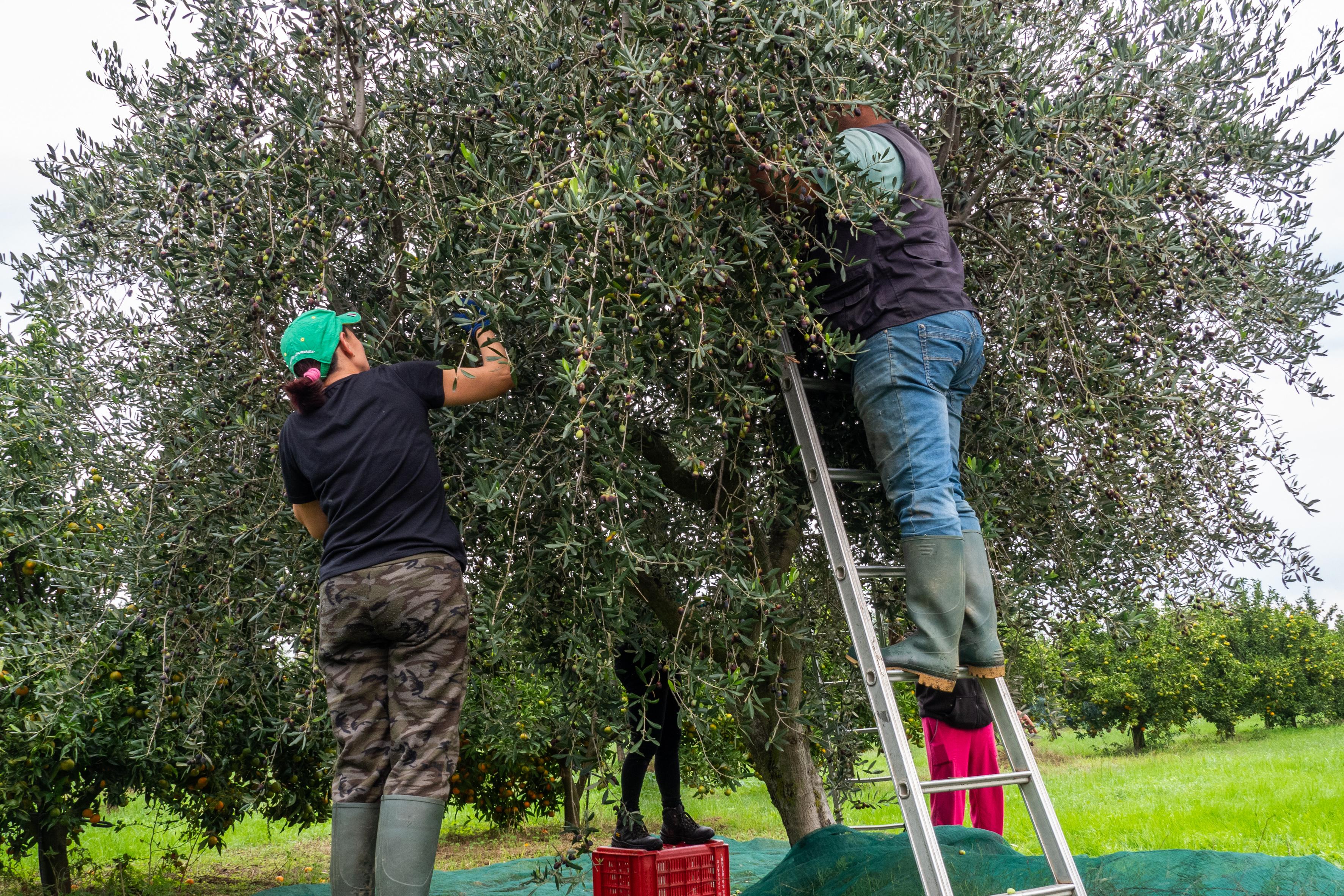 Calenzano cerca associazioni per gestire mille olivi