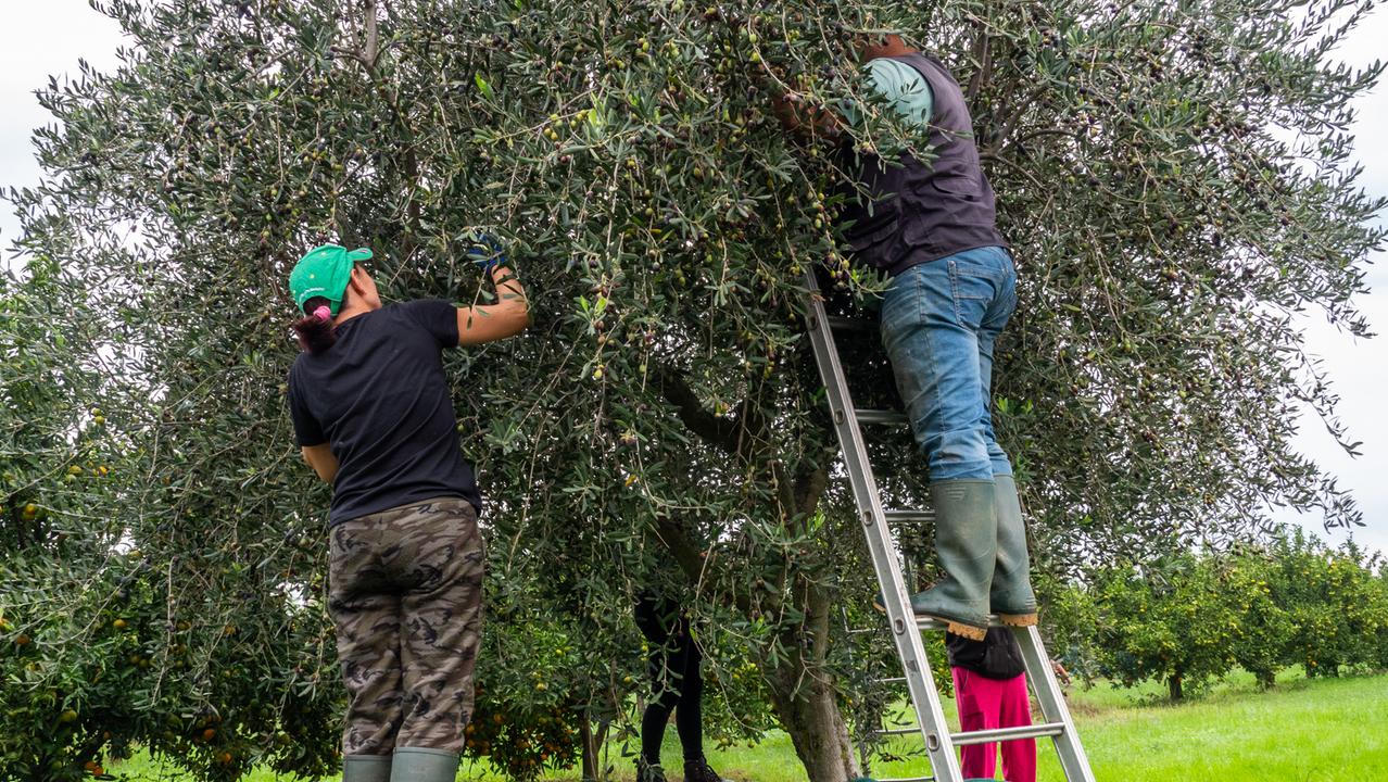 Calenzano cerca associazioni per gestire mille olivi