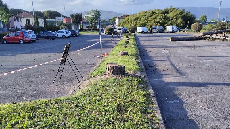 Chiesina Uzzanese, abbattuti gli alberi nel parcheggio. «Siamo indignati per lo scempio»